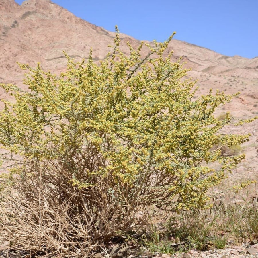 بذور عشبة البعيثران - شيح العطارين ( Artemisia Judaica )