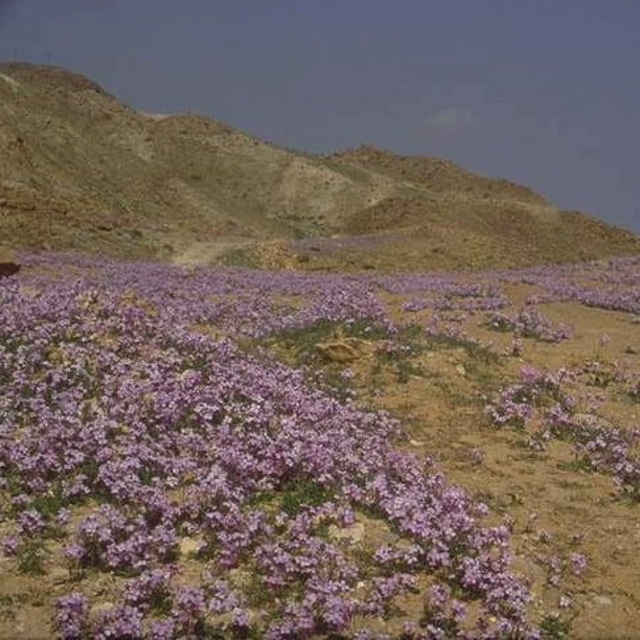 بذور عشبة اليهق - الجرجير البري ( Diplotaxis acris )