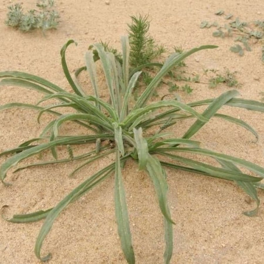 بذور عشبة الربلة ( Plantago ovata )
