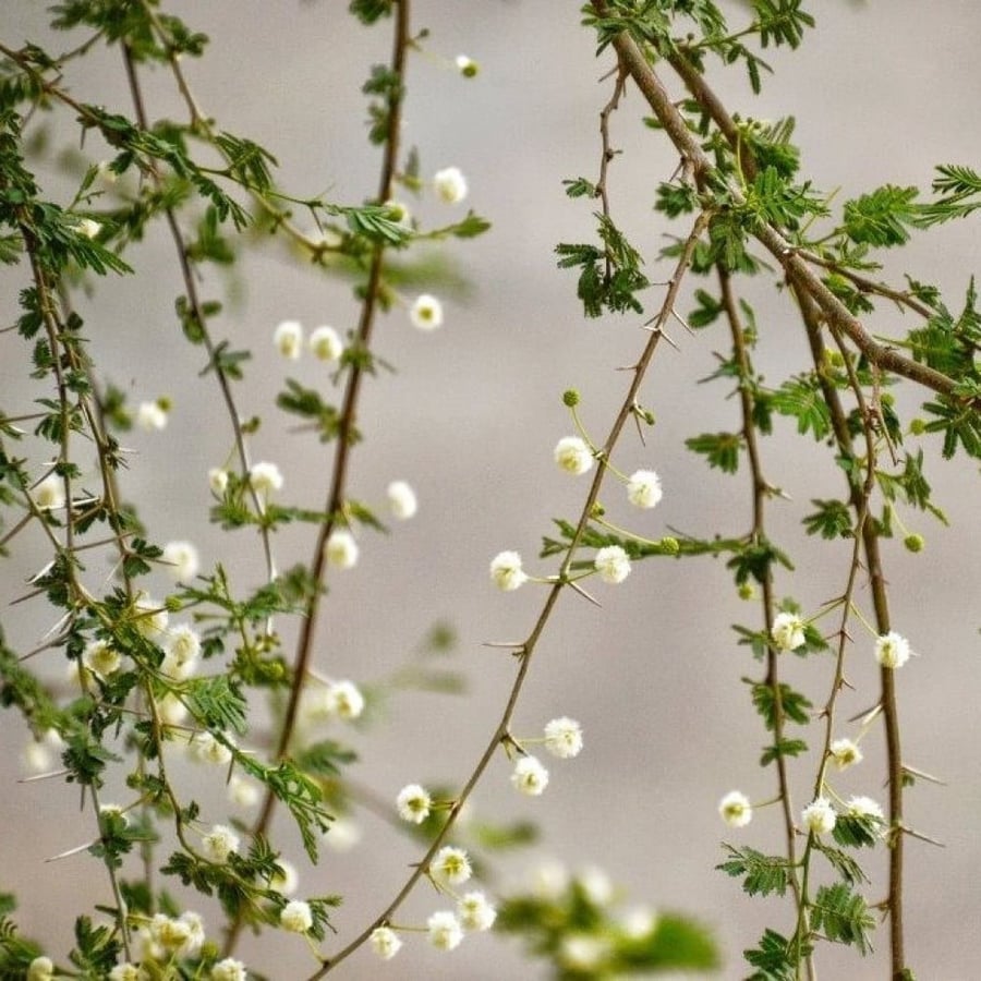 بذور سنط - طلح السيال ( Acacia johnwoodii )