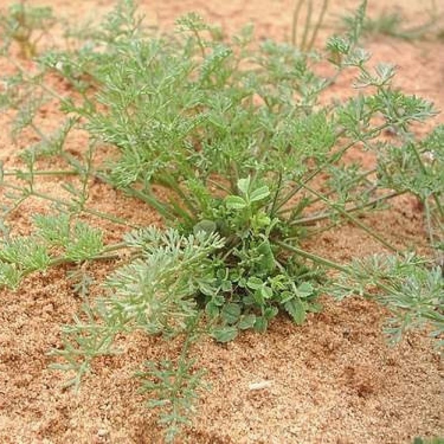 Wild anise seed (Anisosciadium lanatum)