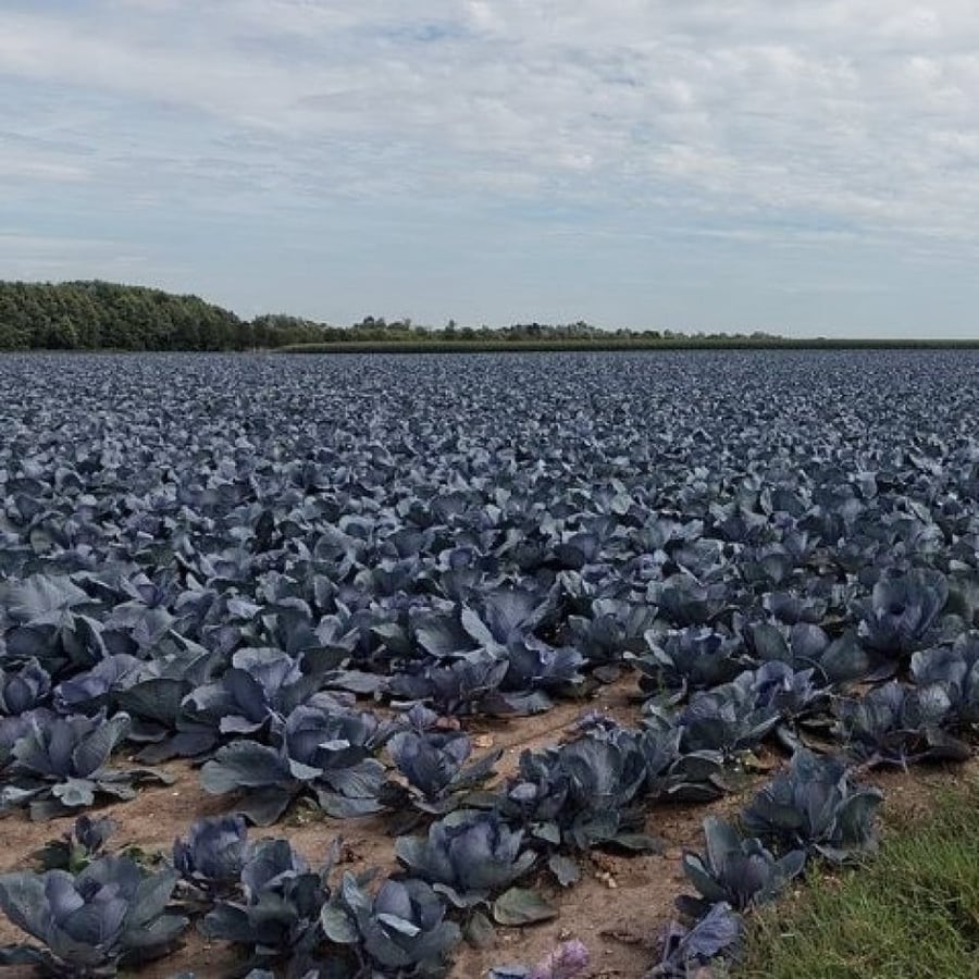 بذور الملفوف الارجواني - الكرنب الأحمر ( Brassica oleracea var. capitata )