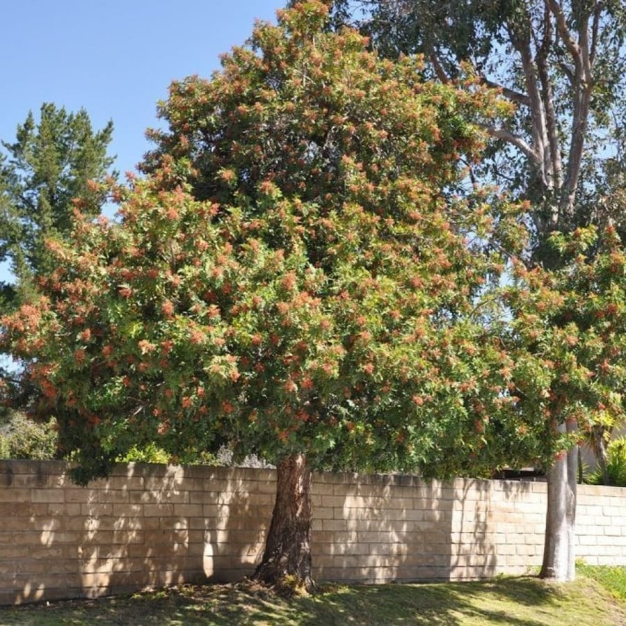 بذور الفلفل البرازيلي عريض الأوراق ( Schinus terebinthifolius )