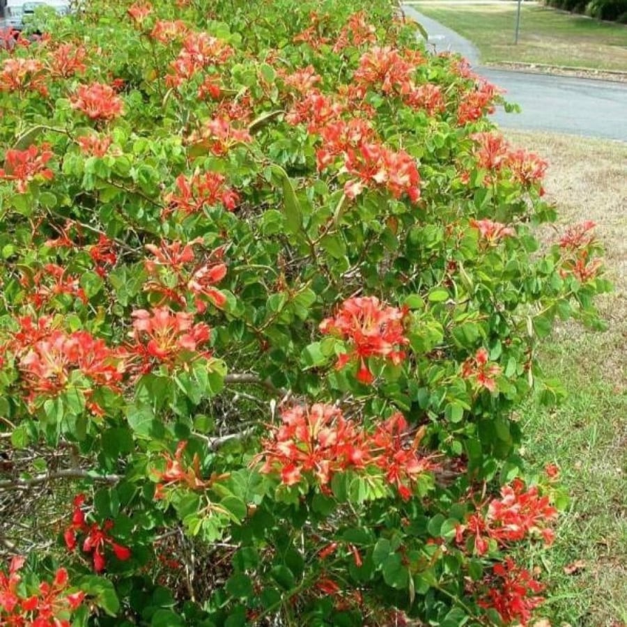 Red Bauhinia shrub seeds
