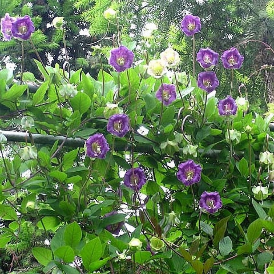 بذور الزهرة الكوبية ( Cobaea scandens )
