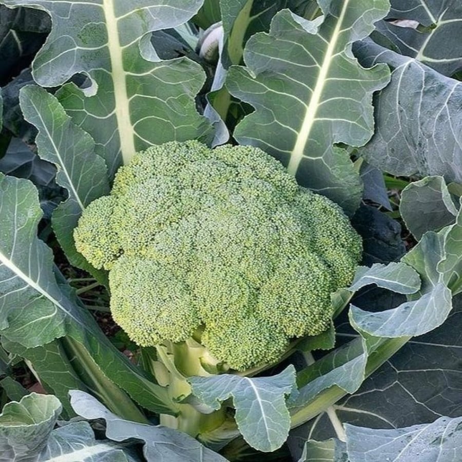 بذور بروكلي أخضر ( Brassica oleracea var. italica )