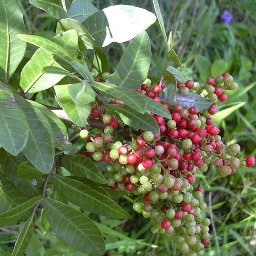 بذور الفلفل البرازيلي عريض الأوراق ( Schinus terebinthifolius )