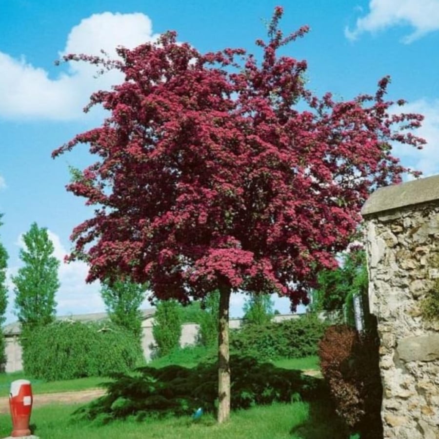 بذور شجرة الزعرور الانجليزي ( Crataegus laevigata )