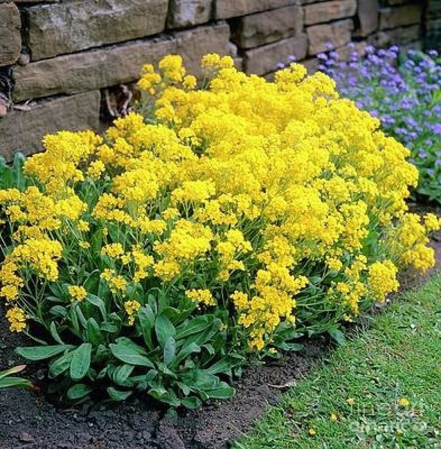 بذور زهرة الملكة - الأليسم الذهبي ( Lobularia maritima )