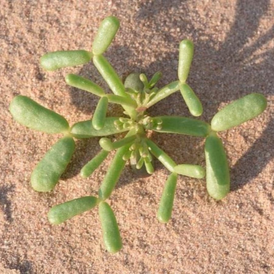 Seeds of the pyramid shrub