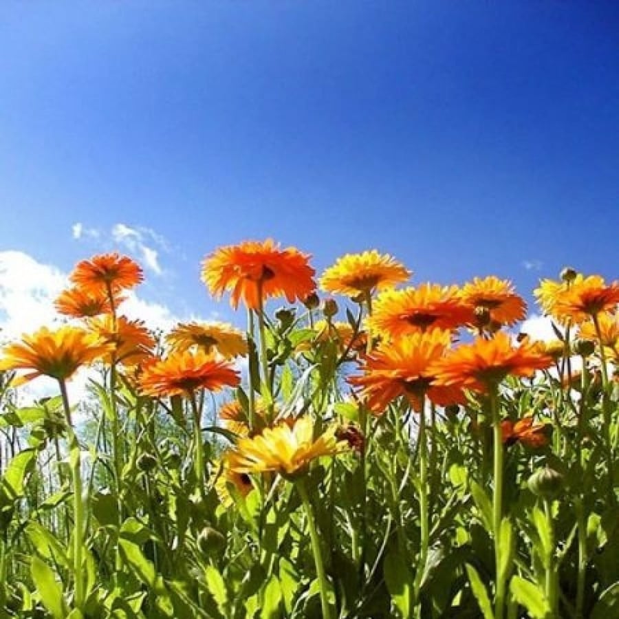 بذور زهرة أذريون - كلانديولا ( Calendula officinalis )