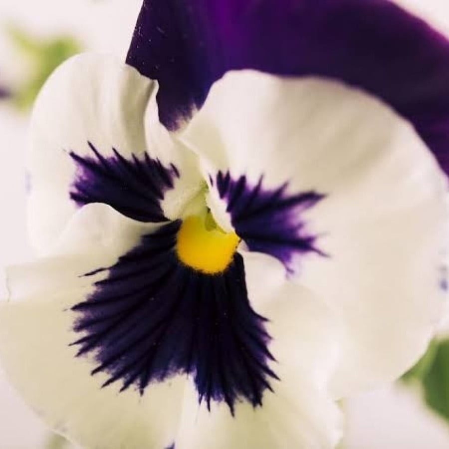 بذور زهرة بانسي - بنفسج الثالوث الأبيض ( Viola x wittrockiana )