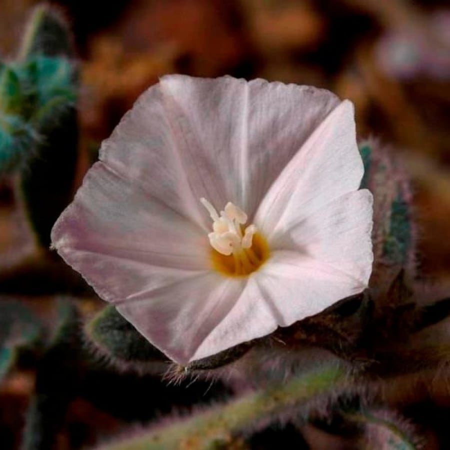بذور عشبة الرخامى ( Convolvulus buschiricus )