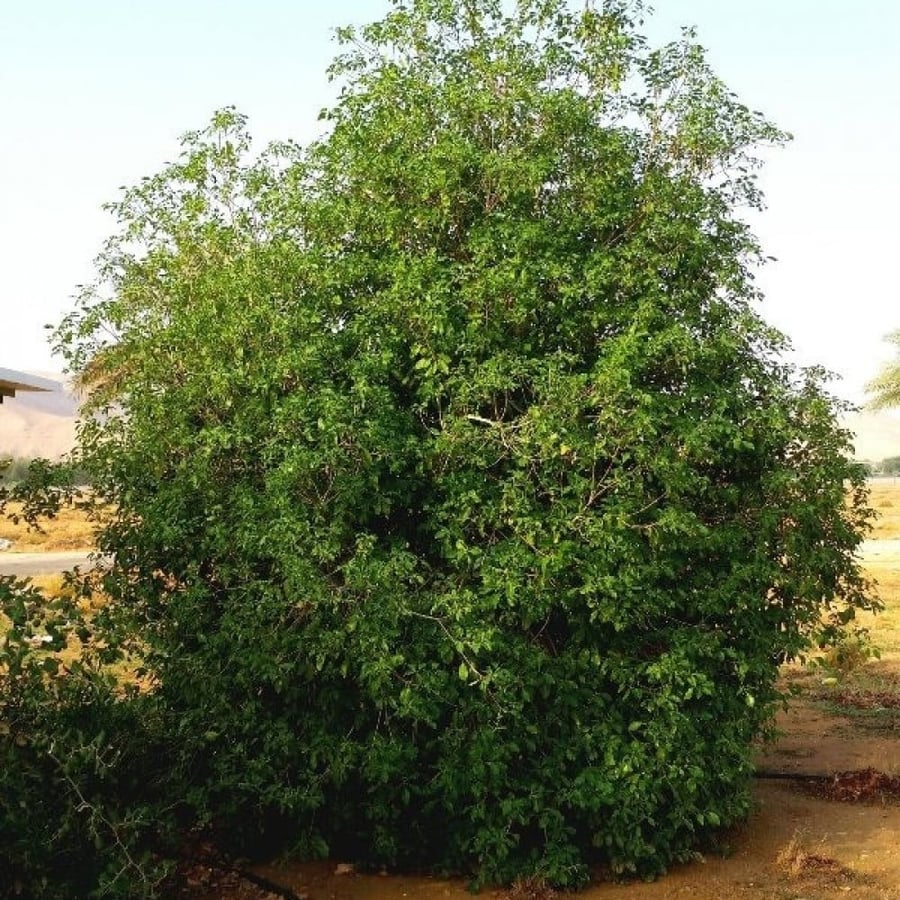 Rare giant Mimusops laurifolia tree seeds