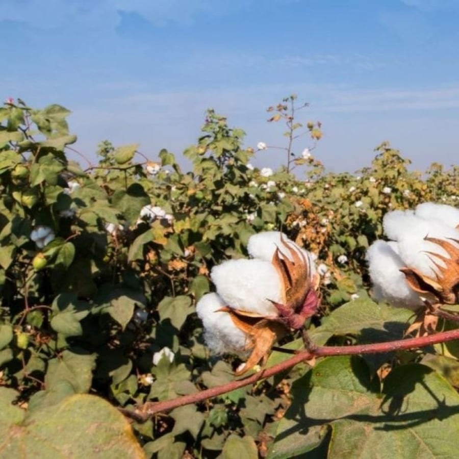 بذور شجيرة القطن المكسيكي ( Gossypium hirsutum )