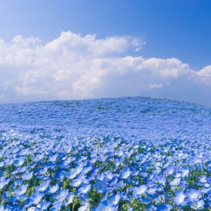 بذور زهرة عيون الطفل الزرقاء ( Nemophila menziesii )