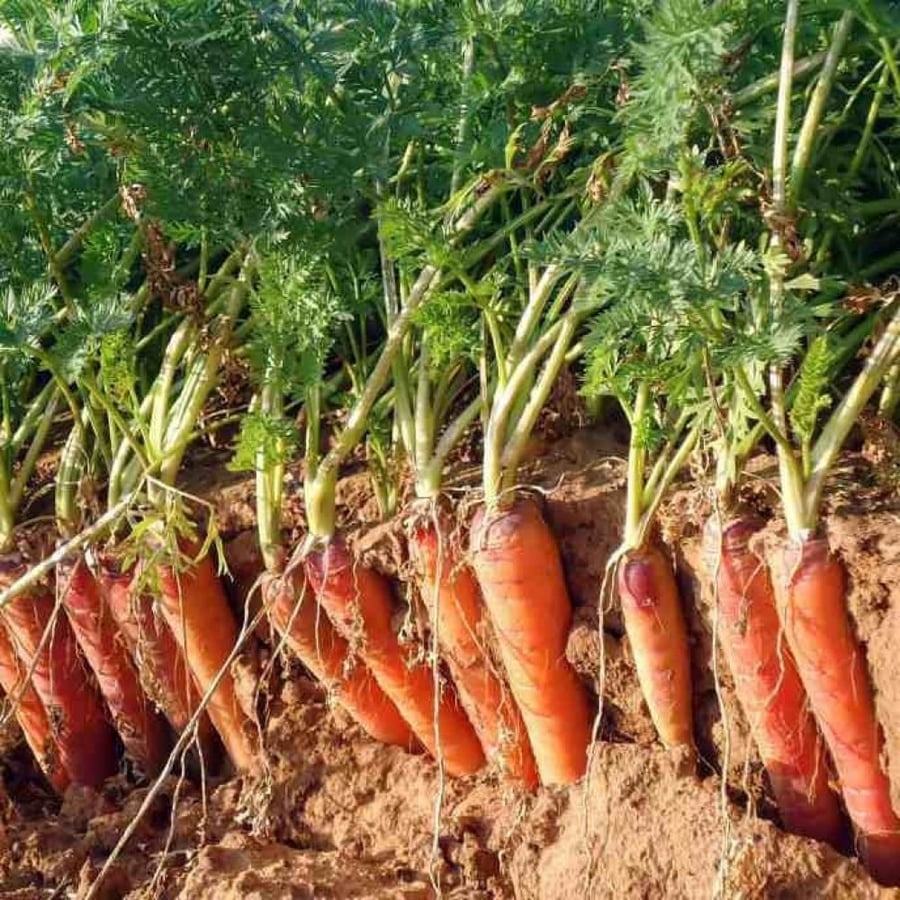 Carrot plant seeds