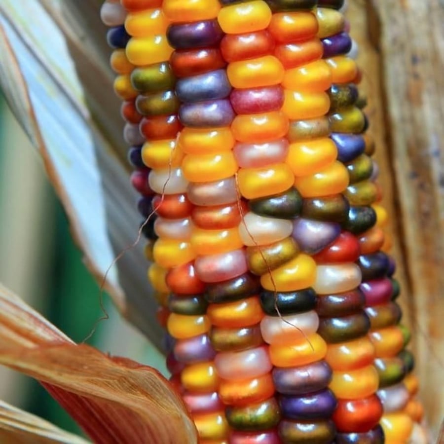 بذور الذرة الملونة للزينة (  Zea mays )