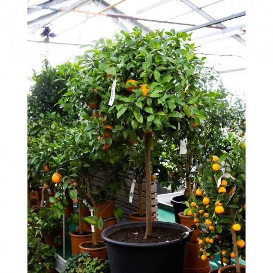 بذور فولكا مارينا - أصول الحمضيات ( Citrus Volkameriana )