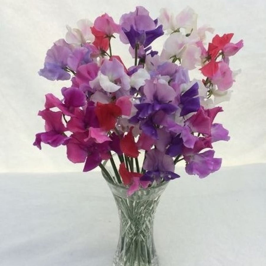Flower pea seeds - sweet pea (Lathyrus odoratus)