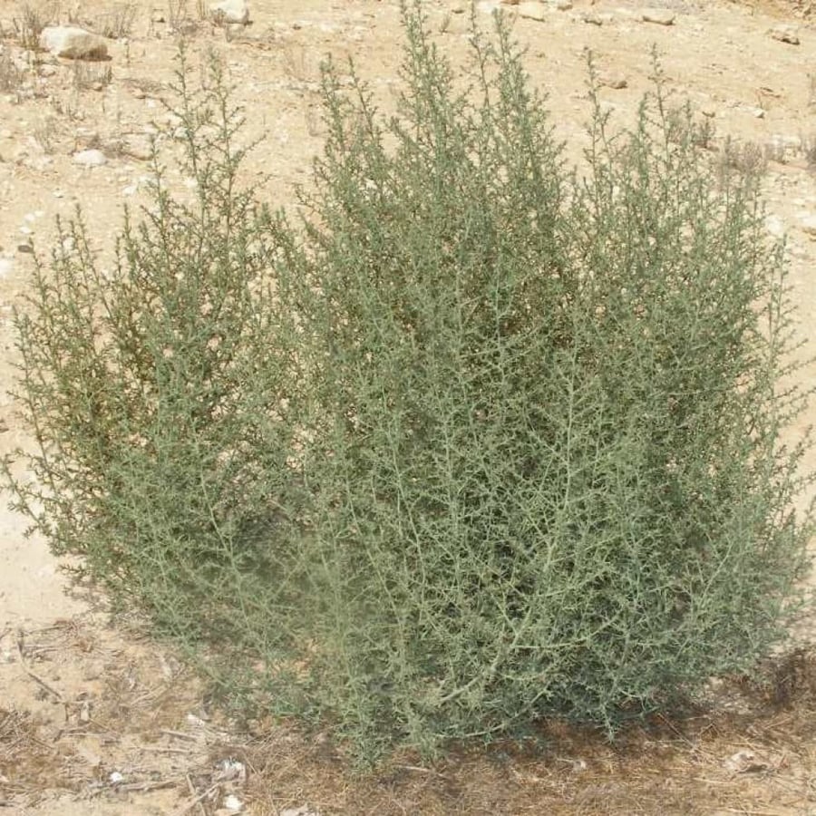 بذور عشبة البعيثران - شيح العطارين ( Artemisia Judaica )