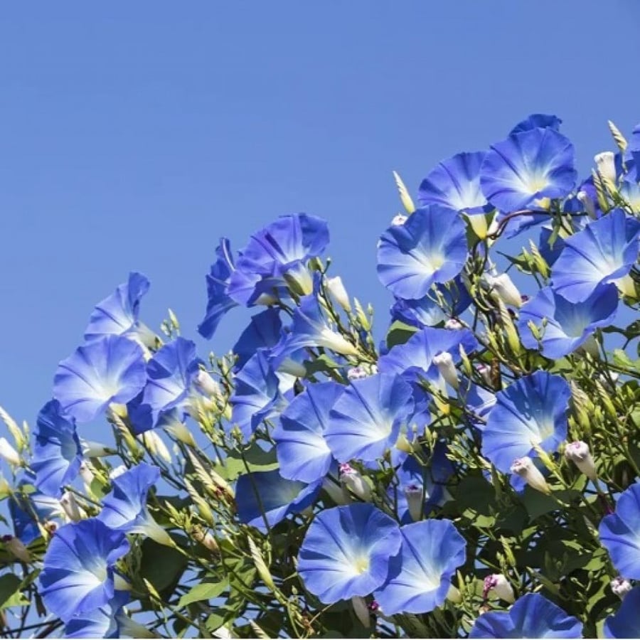 بذور متسلقة مجد الصباح السماويه ( Ipomoea tricolor )