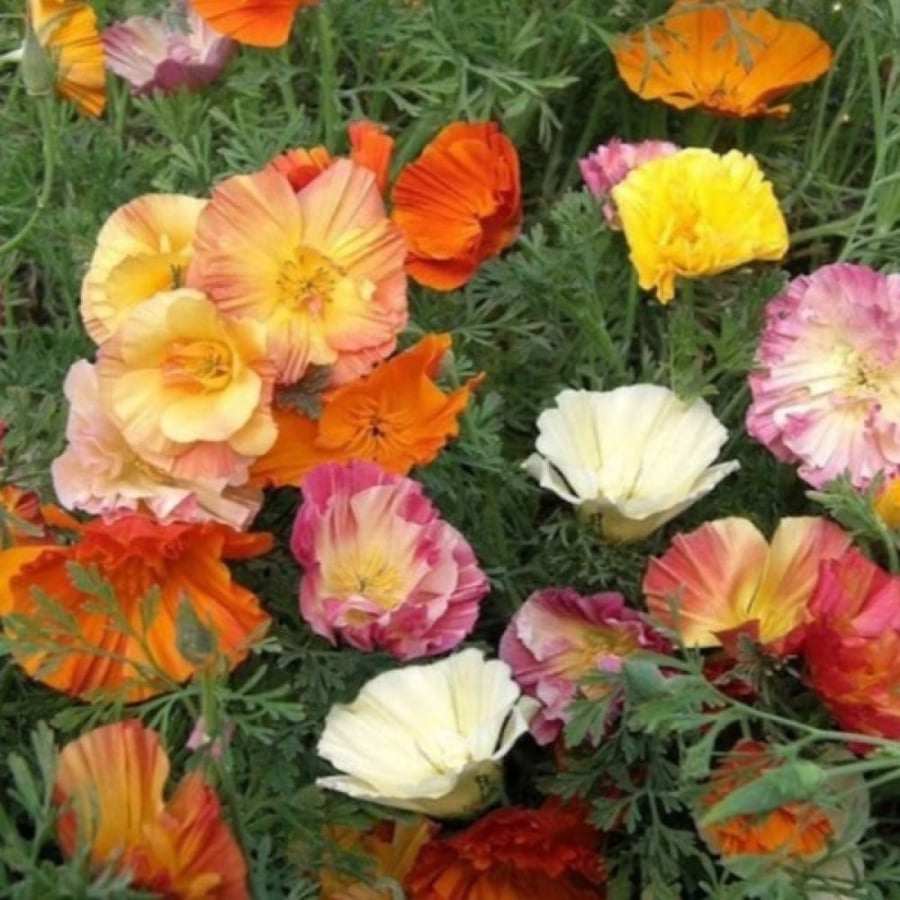 بذور ديدحان كاليفورنيا متعدد البتلات ( Eschscholzia californica )