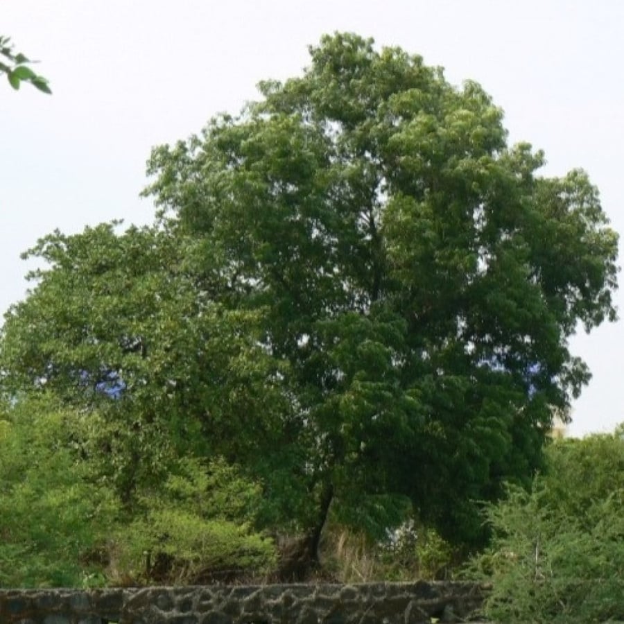 بذور شجرة طلح - أكاسيا اوريكوليفورميس ( Acacia Auriculiformis )