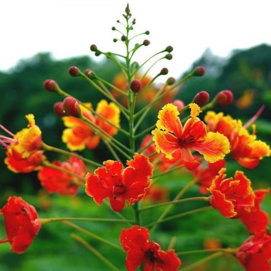 بذور شجيرة سيسالبينيا الحمراء - بونسيانا قزمية ( Caesalpinia pulcherrima )