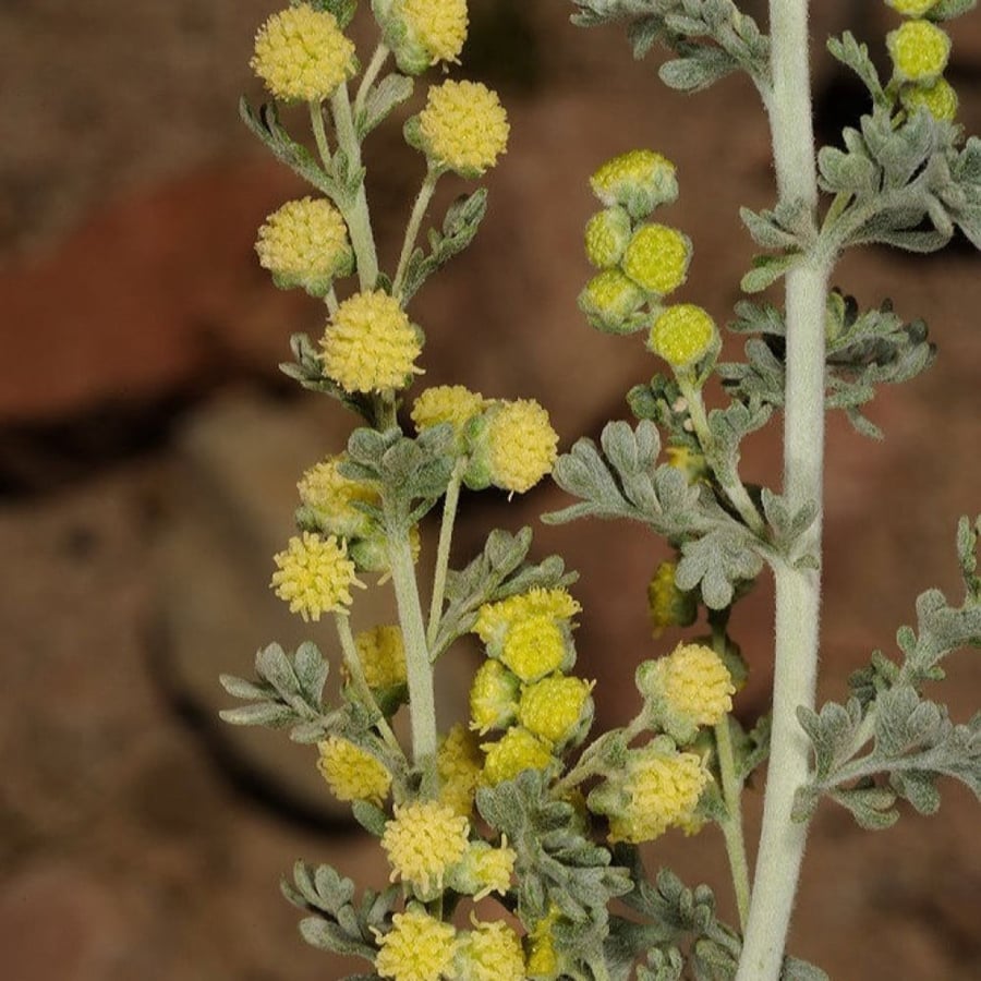 بذور عشبة البعيثران - شيح العطارين ( Artemisia Judaica )