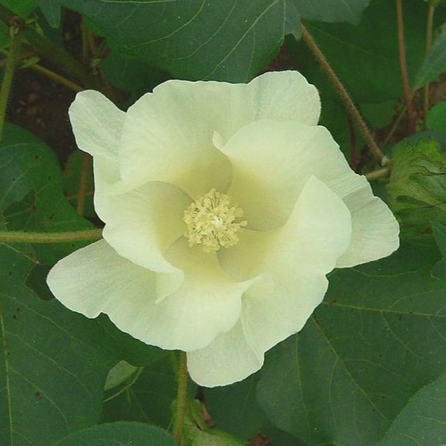 بذور شجيرة القطن المكسيكي ( Gossypium hirsutum )