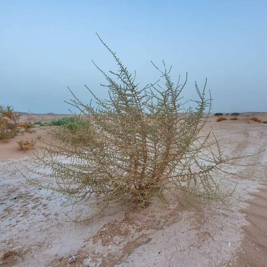بذور شجيرة العراد الرعوية ( Salsola cyclophylla )
