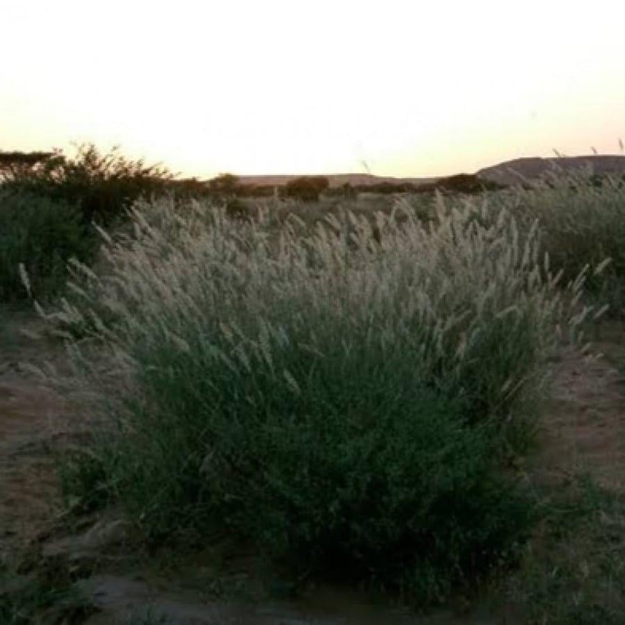 بذور عشبة الضعه ( Lasiurus scindicus )