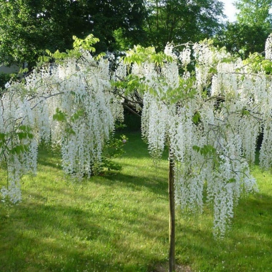 بذور شجرة ويستيريا البيضاء ( "wisteria sinensis "alba )