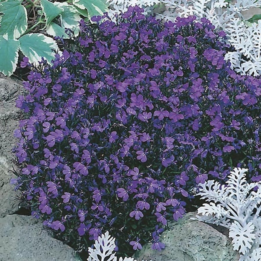 بذور زهرة لوبيليا ( Lobelia erinus )