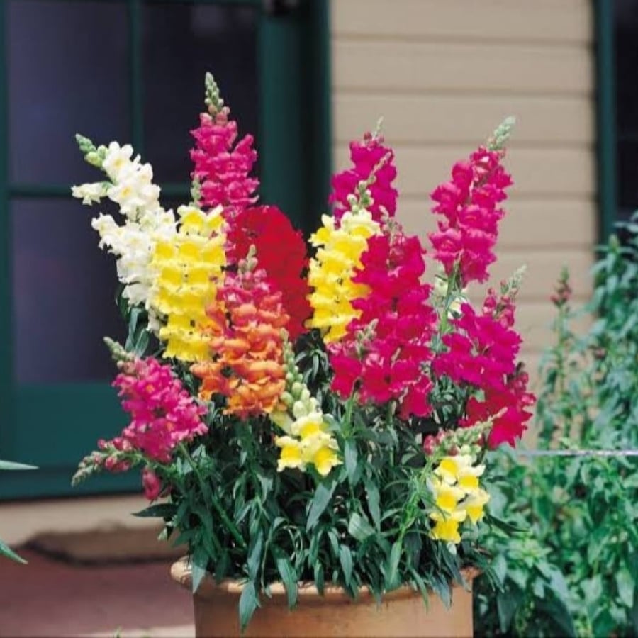 بذور زهرة فم السمكة - انترهيم ( Antirrhinum majus )