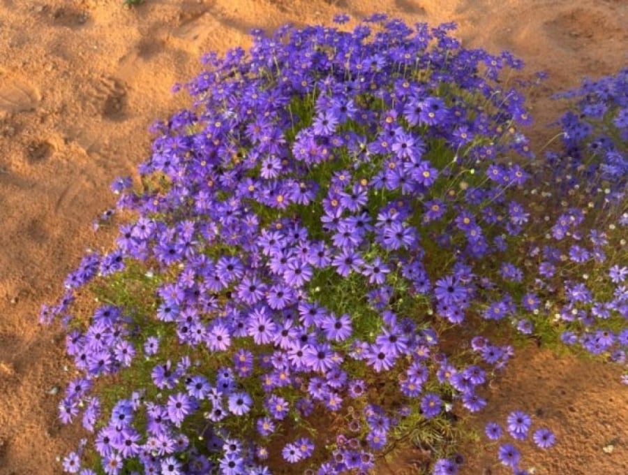 بذور الاقحوان الاسترالي البنفسجي ( Brachyscome iberidifolia )