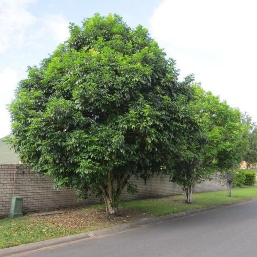 بذور شجرة هاربوليا - خشب التوليب ( Harpullia pendula )