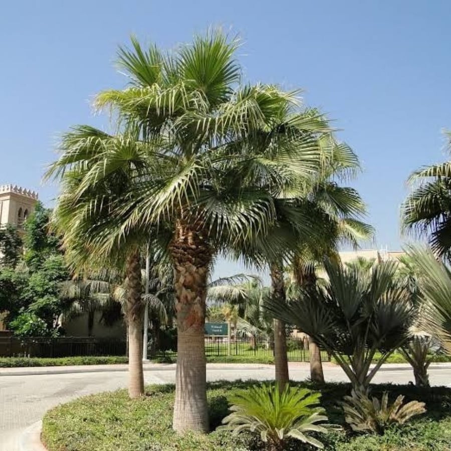 بذور نخيل واشنطوني - برتشارديا ( Washingtonia )