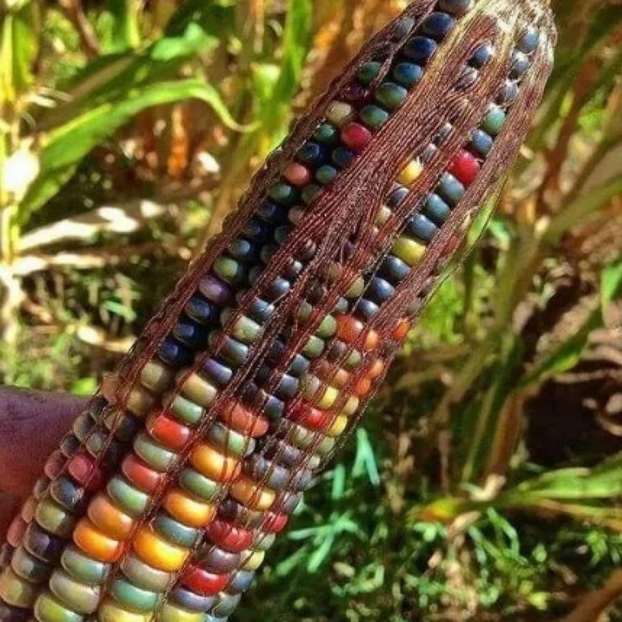 بذور الذرة الملونة للزينة (  Zea mays )