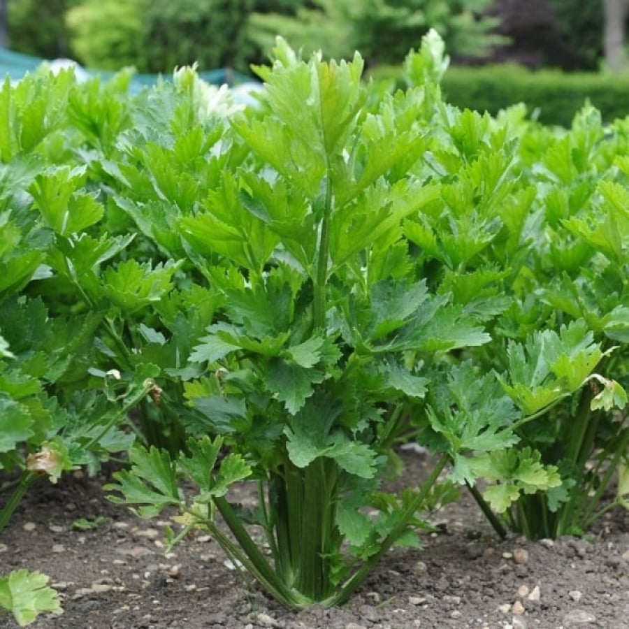 بذور نبات الكرفس ( Apium graveolens )