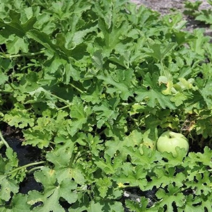 بذور القرع التفاحي - قرع سوبريما ( Praecitrullus fistulosus )