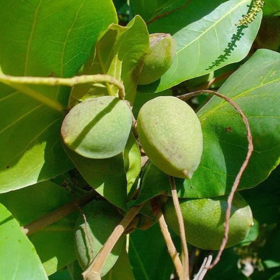 بذور شجرة ترمناليا كاتابا - لوز بحريني ( Terminalia catappa )