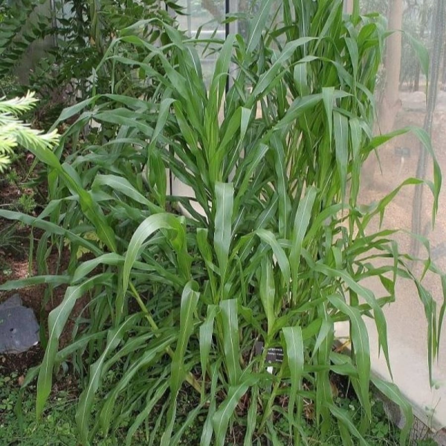 بذور الذرة الملونة للزينة (  Zea mays )