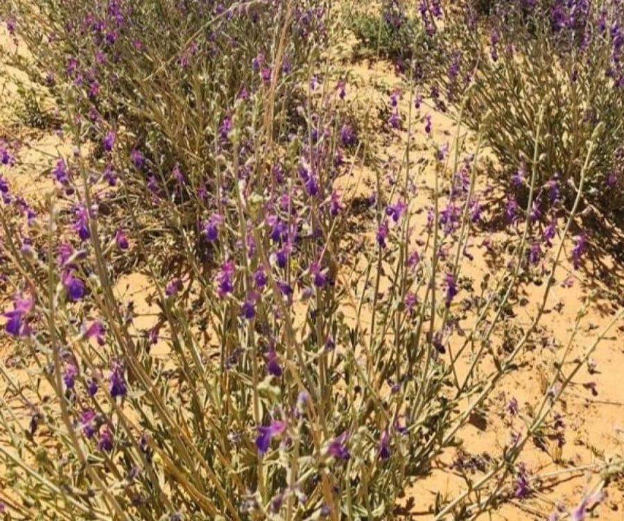 بذور شجيرة العهينة - العيهلان - القصباء ( Teucrium oliverianum )