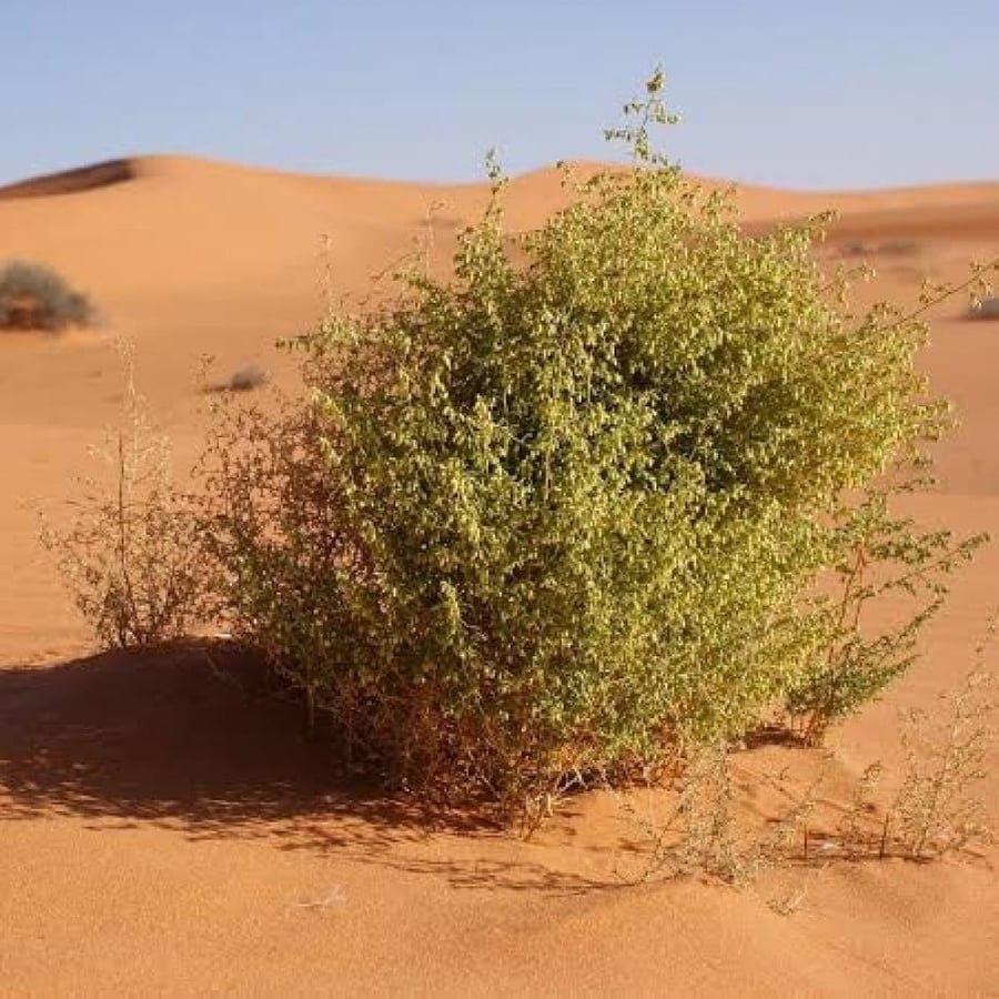 بذور عشبة العاذر - شيح الحصى ( Artemisia monosperma )