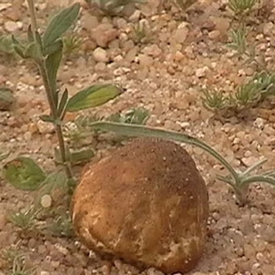 بذور نبات الأرقة - الجريد المصاحب للكمأ أو الفقع ( Helianthemum )