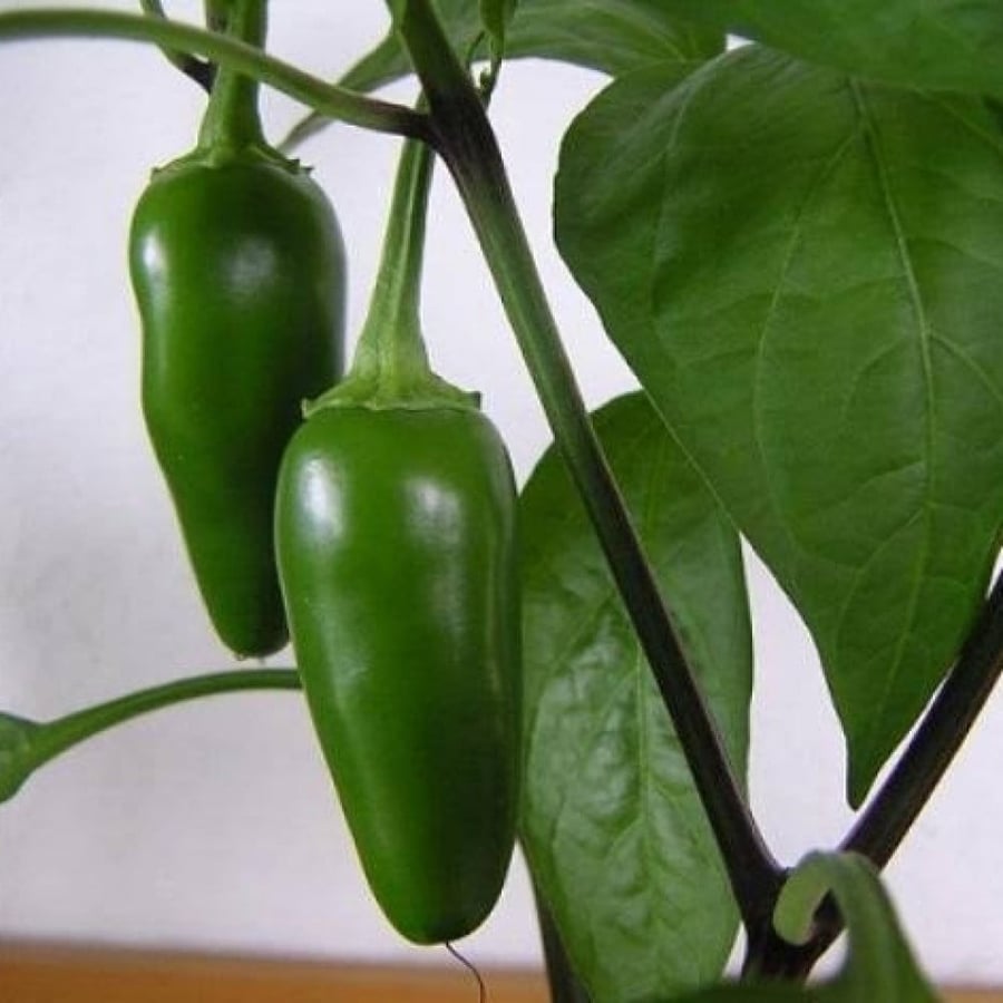 بذور الفلفل الهندي الحار الأخضر ( Capsicum annuum )