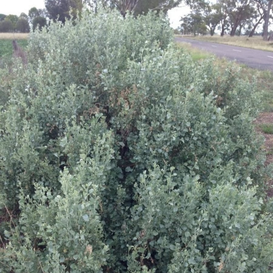 بذور الرغل الاسترالي ( Atriplex nummularia )