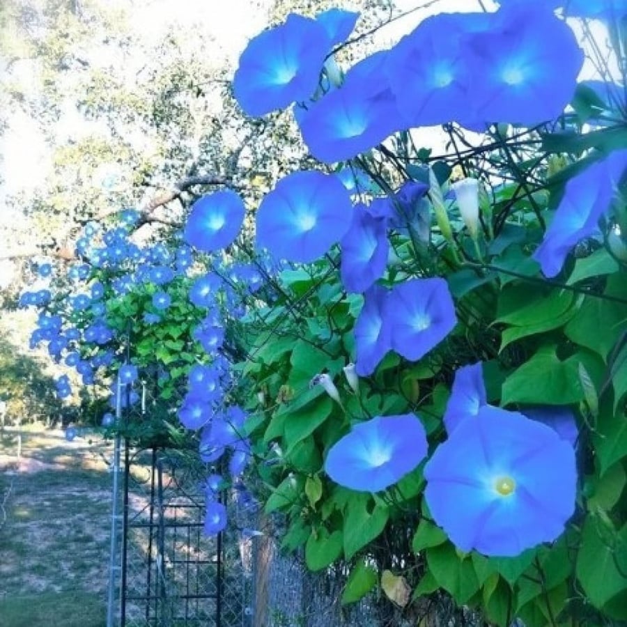 بذور متسلقة مجد الصباح السماويه ( Ipomoea tricolor )